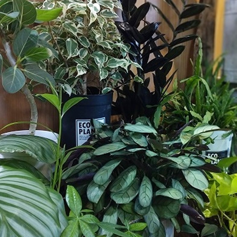 leaves