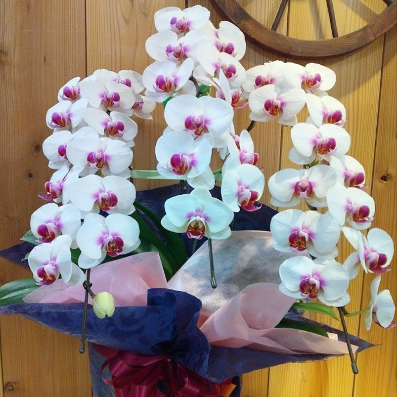 Orchid