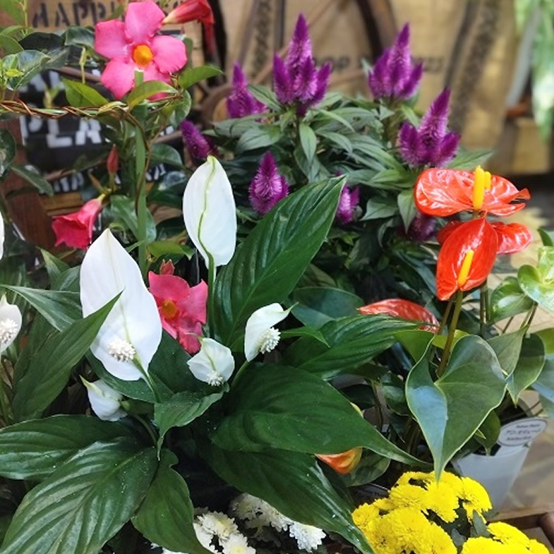 potted flowers