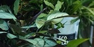 leaves