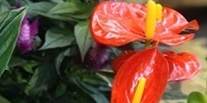 potted flowers