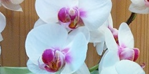 Orchid